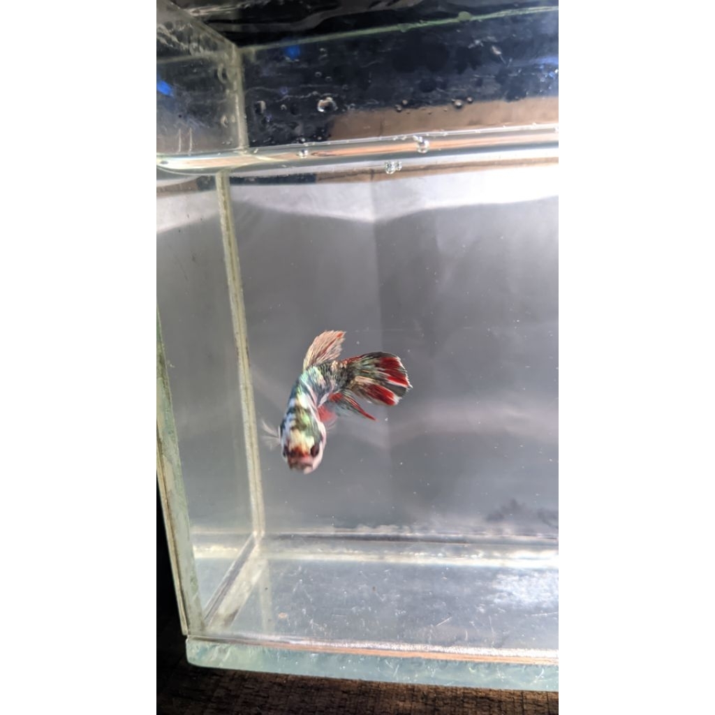 IkanCupang|RedKoiCooperIronman|WarnaCakep|FormTop|SiapKirim|