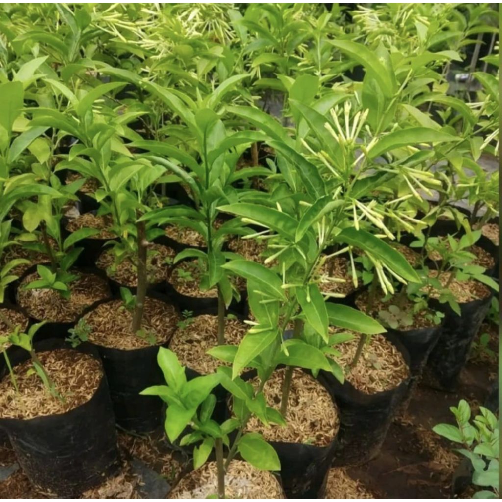 Pohon Arum Dalu Tanaman Hias Pohon Bunga Arum Dalu