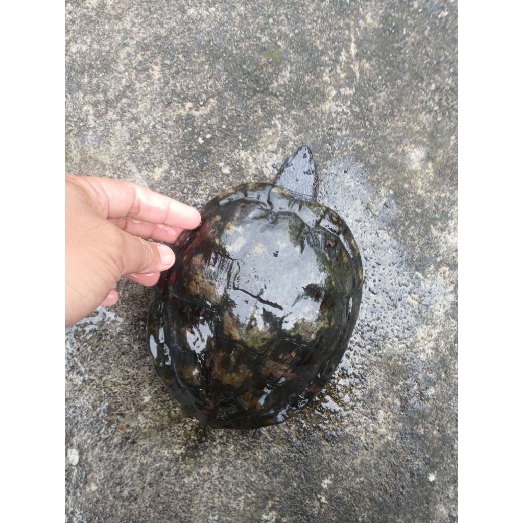 Kura Brazil Jantan Dewasa untuk Breeding, praktek Fakultas Kedokteran Hewan dll