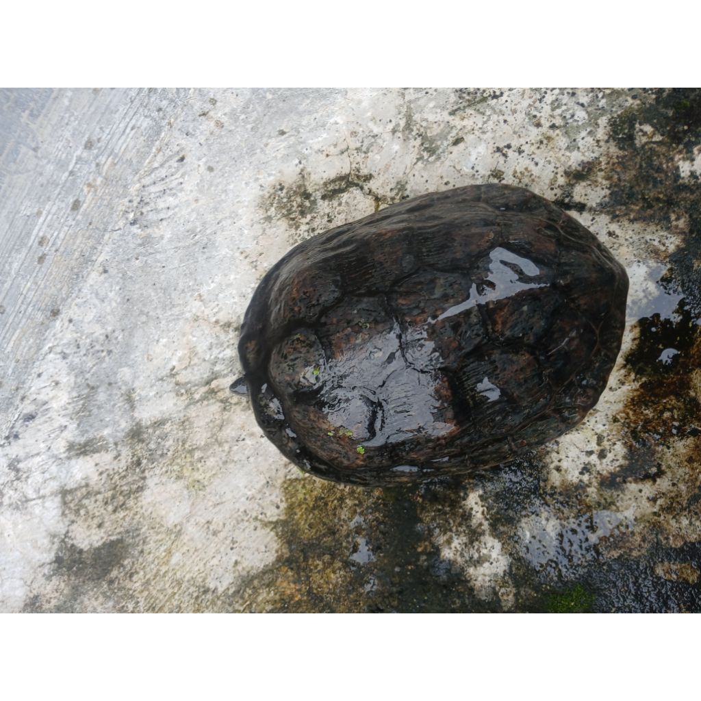 Kura Brazil Jantan Dewasa untuk Breeding, praktek Fakultas Kedokteran Hewan dll