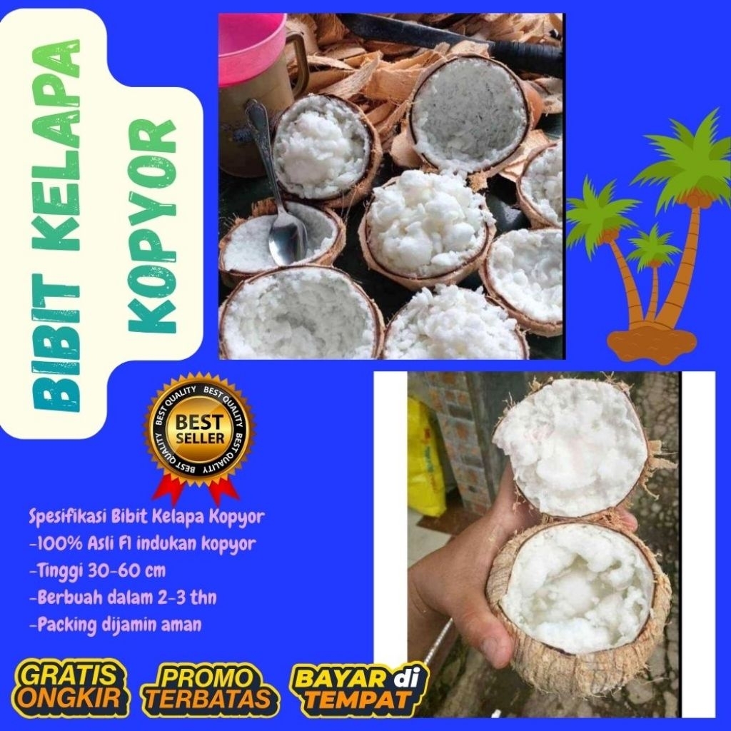 Bibit Kelapa Kopyor Kultur Jaringan