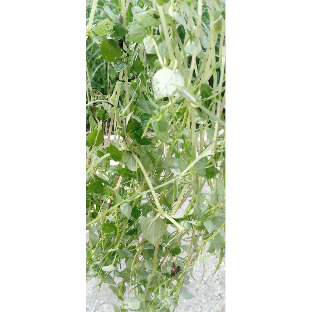 Daun Sirih Cina / Tumpangan Air