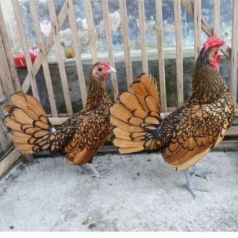 ayam batik kanada sepasang