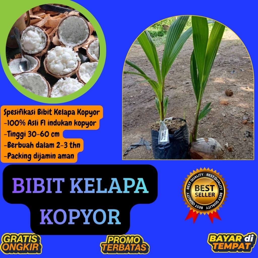 TERPERCAYA !! Bibit Kelapa Kopyor Trubus