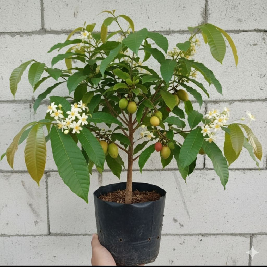 bibit matoa rasa durian cepat berbuah