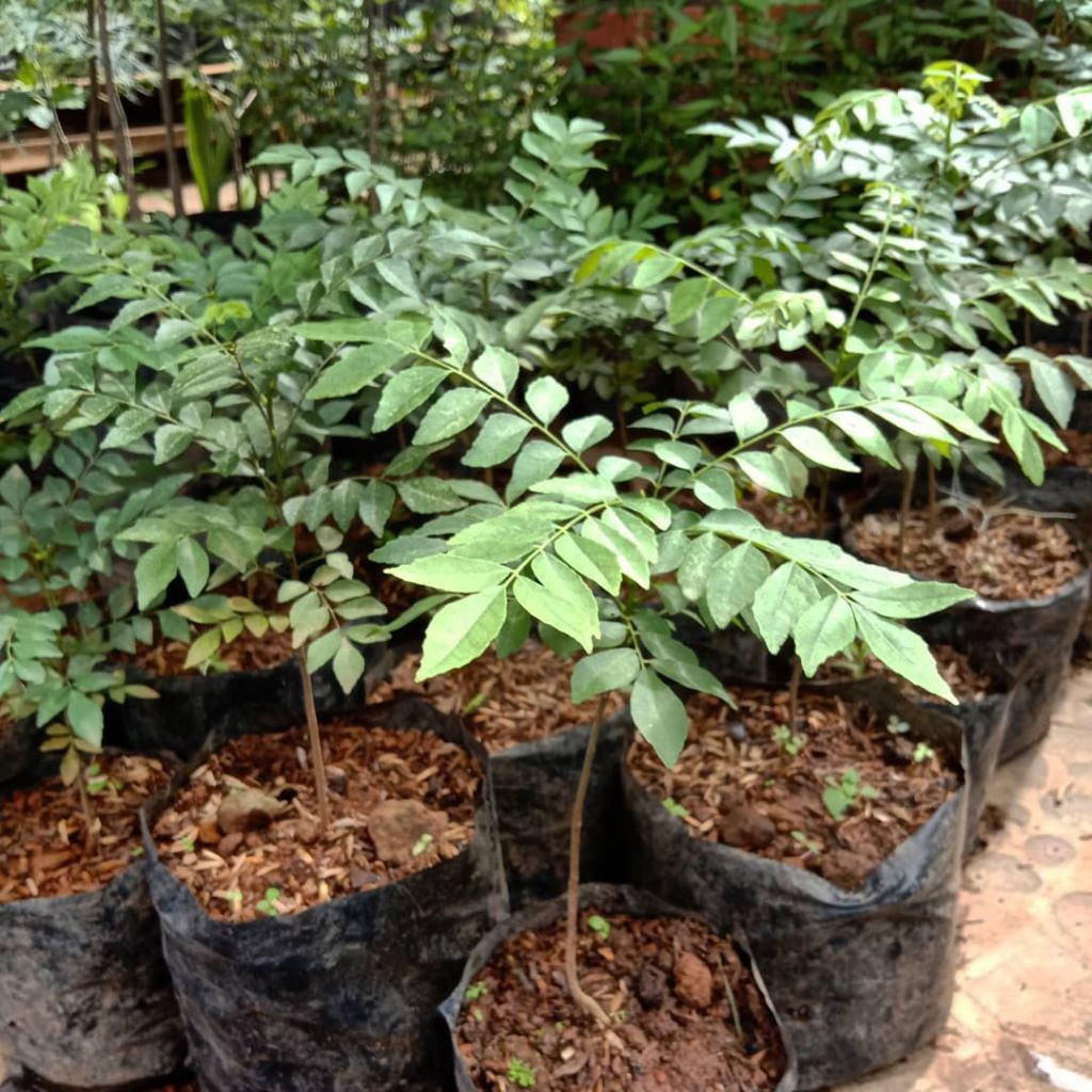 pohon salam koja / tanaman hias salam koja