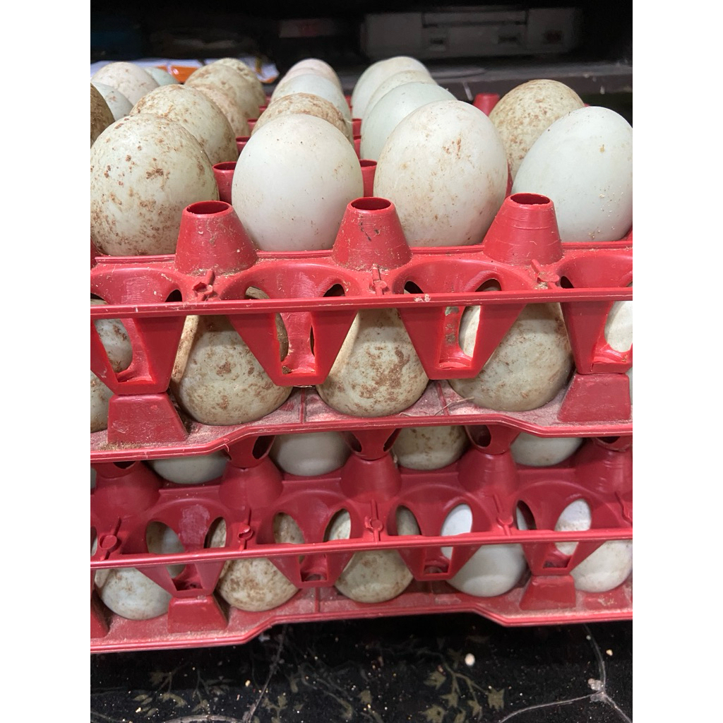 telur fertil bebek kalung magelang