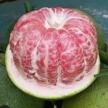 Pamelo Madu Berbunga