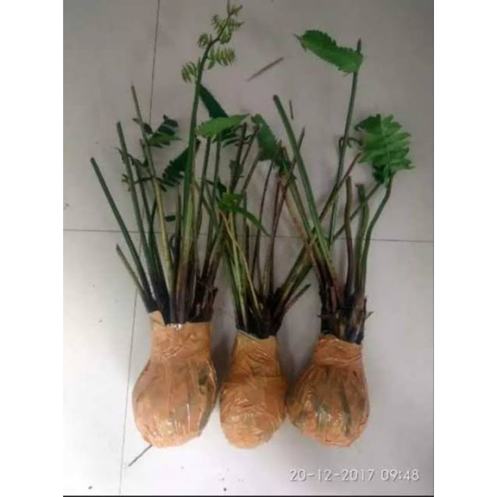 Bibit Pakis Sayur Siap Tanam | Bibit Sayuran Pakis | Bibit Sayur Pakis |