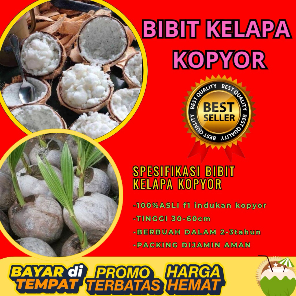 POHON PENDEK  Benih Kelapa Kopyor Kultur Jaringan, Benih Kelapa Kopyor Madu