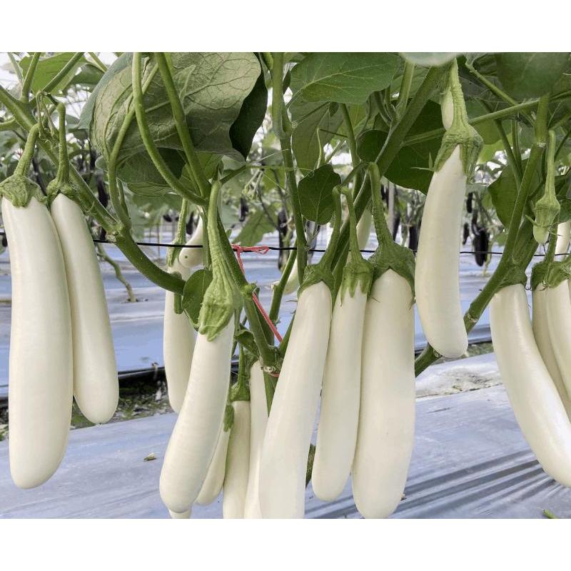 COD AJA - Bibit Terong Putih Panjang