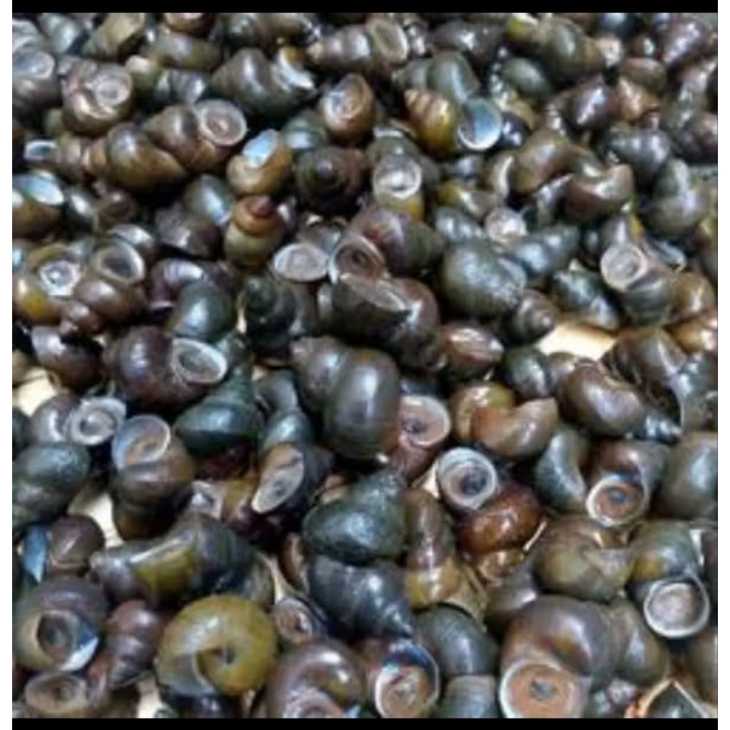 tutut sawah segar+hidup 500gr