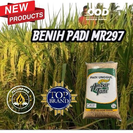 Benih bibit padi unggul MR 297 kemasan 5kg