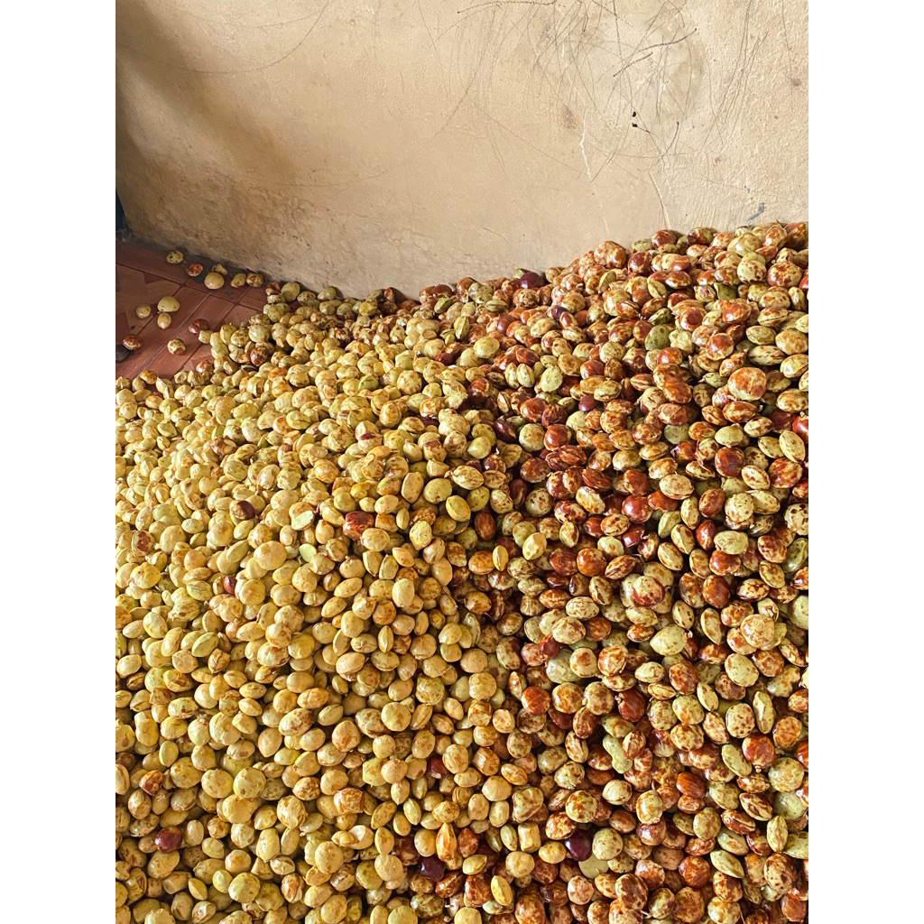 JENGKOL TUA JENGKOL SUPER 1kg