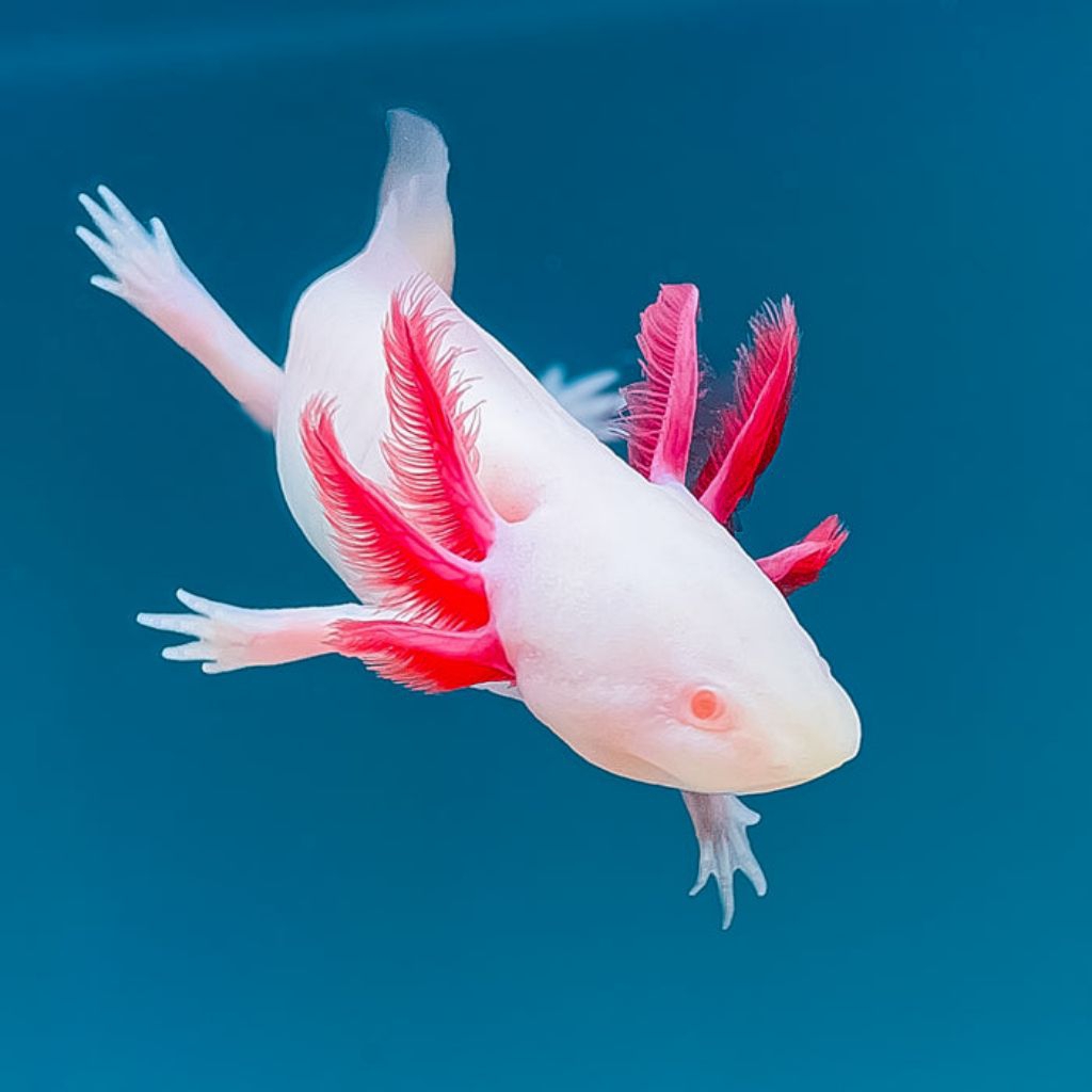Penghias aquarium, Salamander axolotl albino ukuran 7-8 cm