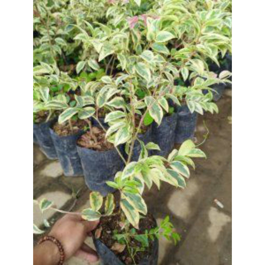 Tanaman  "anggur pohon brazil varigata"