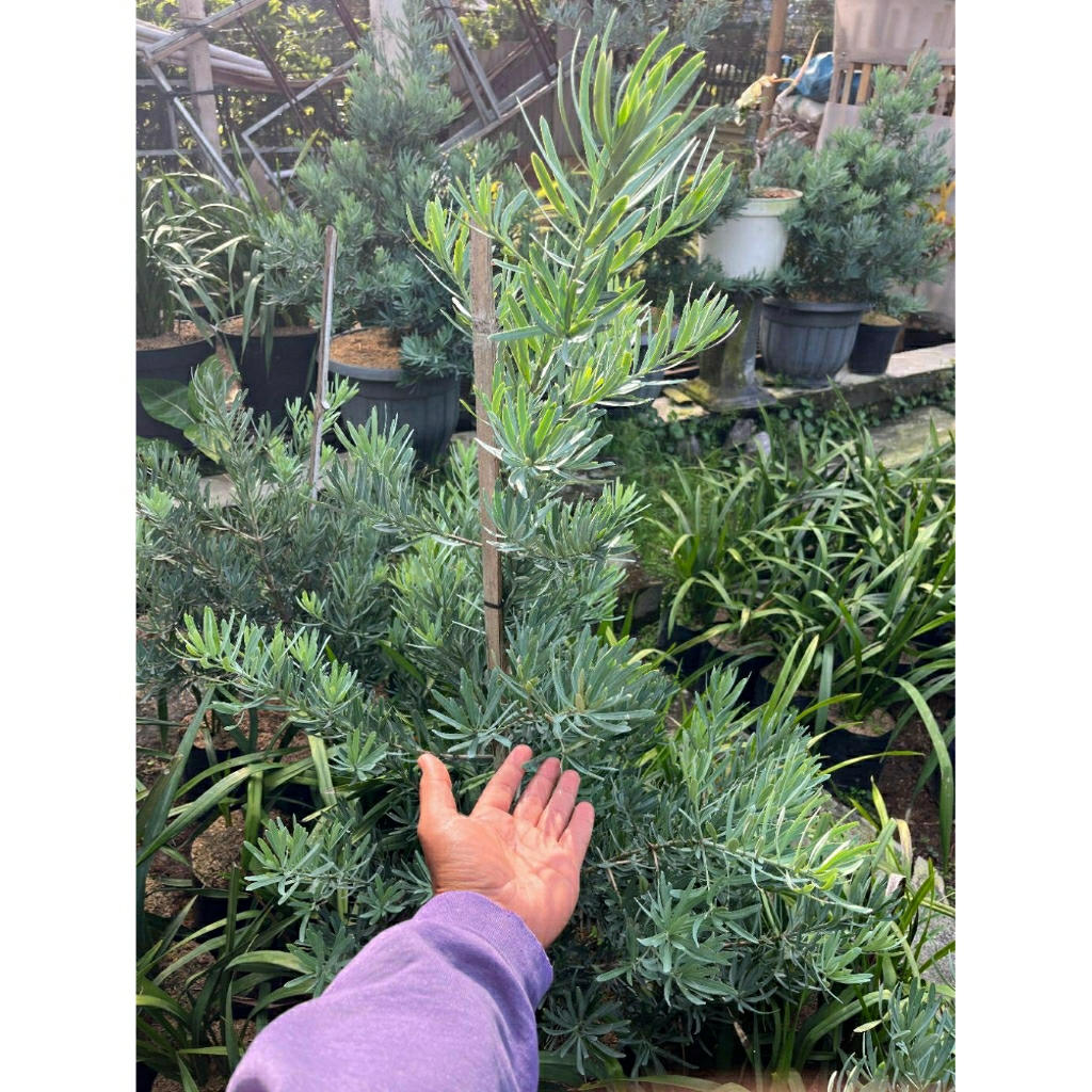 Lohansung Blue Ice - Tanaman Hias Lohansung Blue Ice Tinggi 50-100 cm - Tanaman Pohon Lohansung Blue