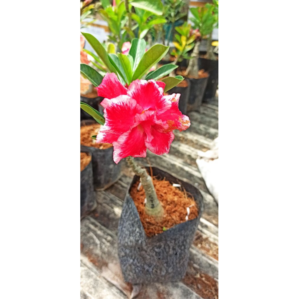 Adenium ID SANTA CLAUS Sudah Berbunga Bunga Tumpuk