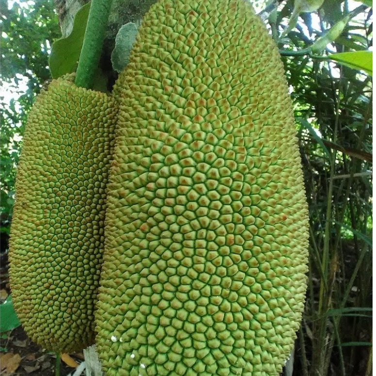 entres cempedak king orange / pucuk tunas cempedak king orange