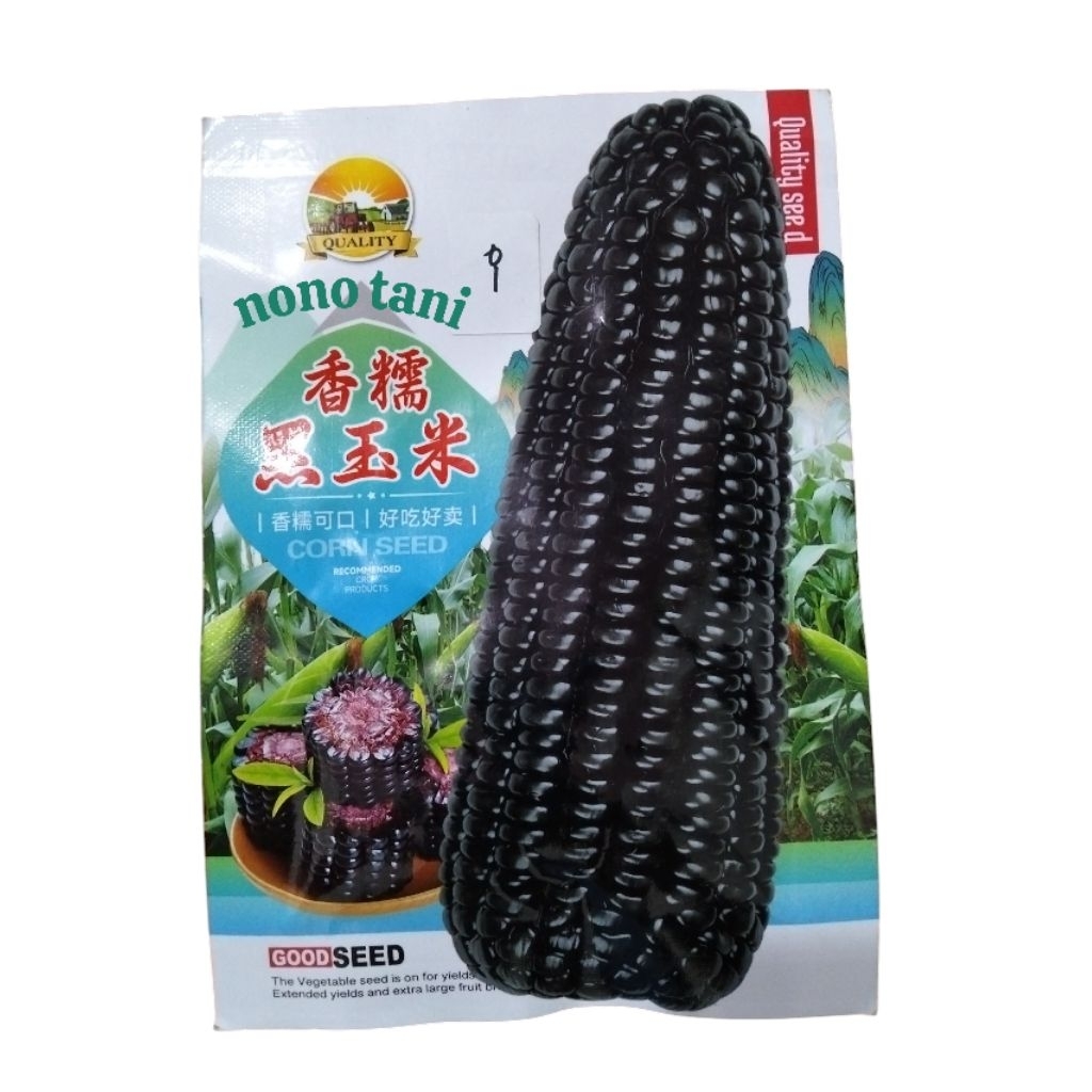 Benih Jagung ketan hitam cina