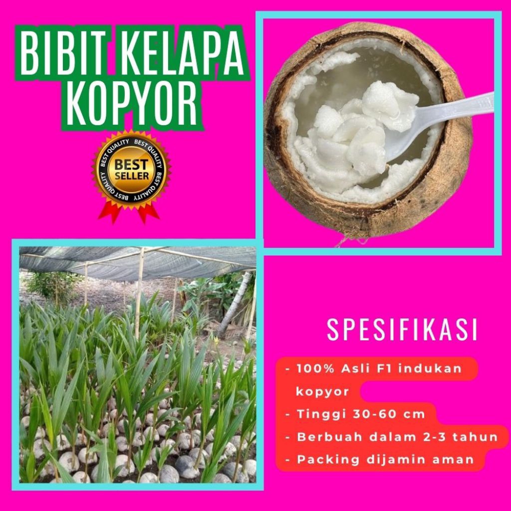 KUALITAS UNGGULAN  Bibit Kelapa Kopyor Madu, Bibit Kelapa Kopyor Super, Bibit Kelapa Kopyor Terdekat