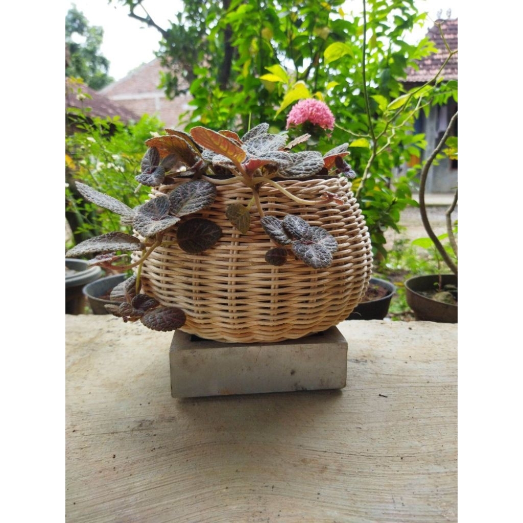 pot keranjang rotan/pot  gantung rotan