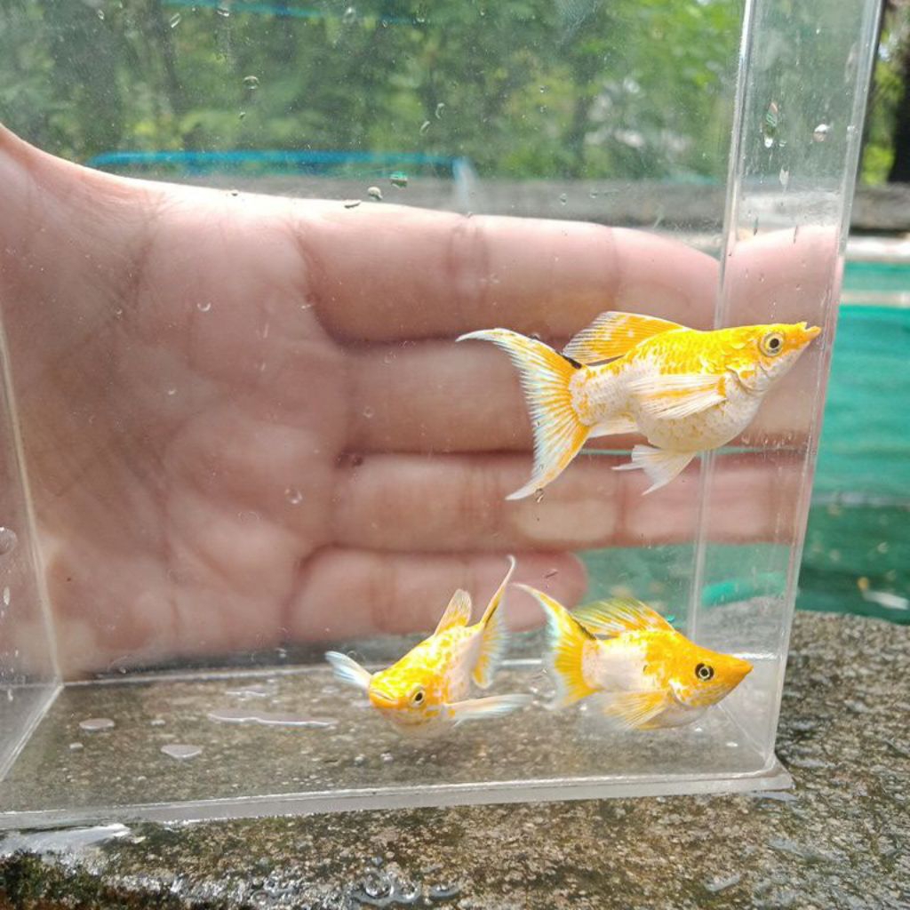 molly balon lemon head lyretail