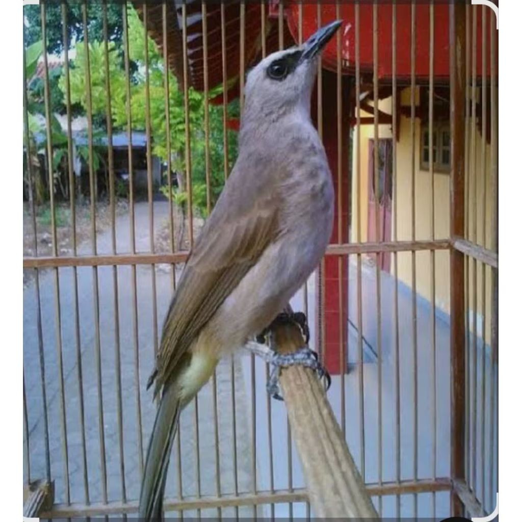 TRUCUK JATIM JANTAN PILIHAN