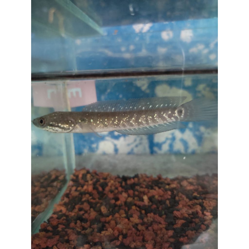 Channa asiatica RSWS sortiran (GONDRONG, Full MUTIARA)
