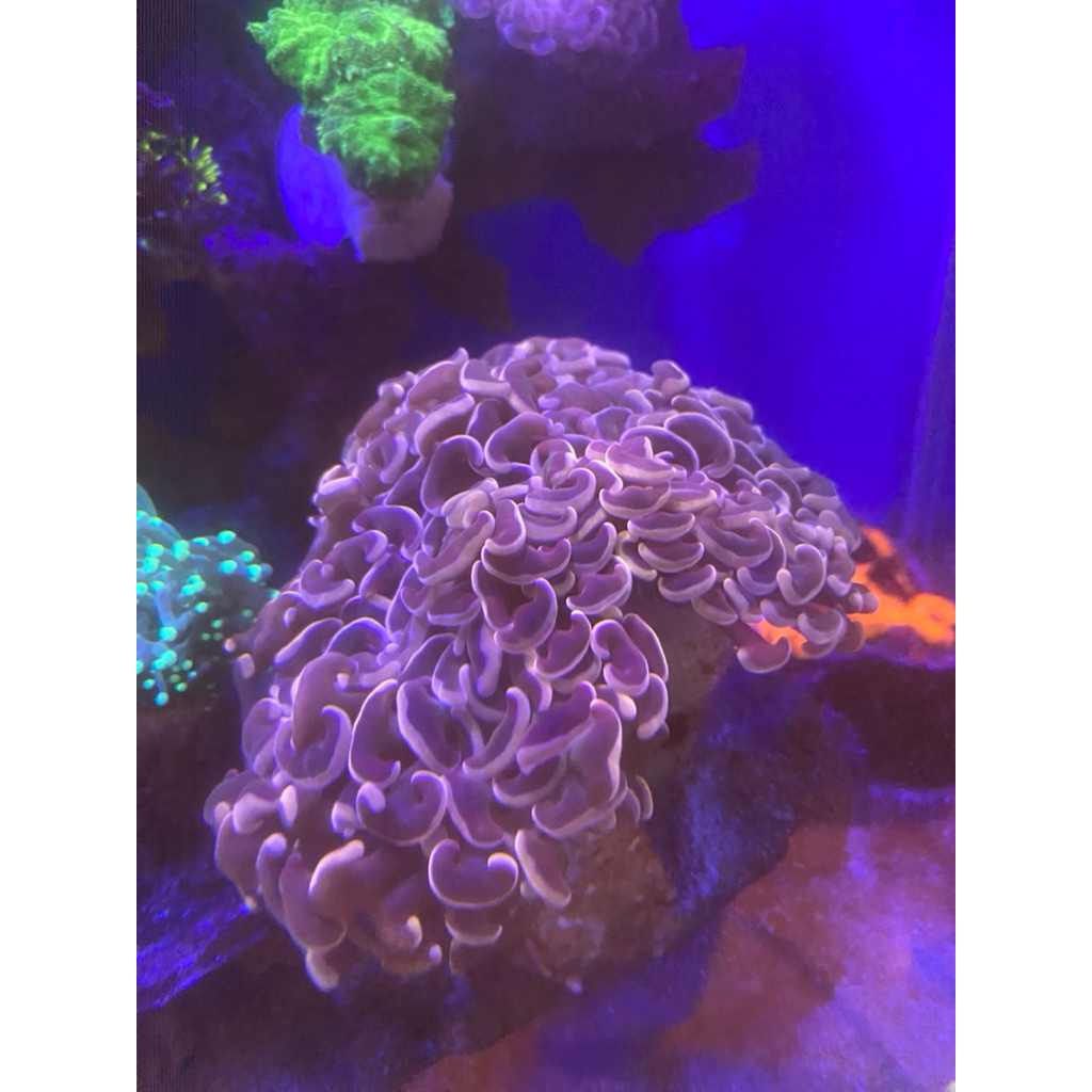 Coral/Siwalan warna/wysiwg