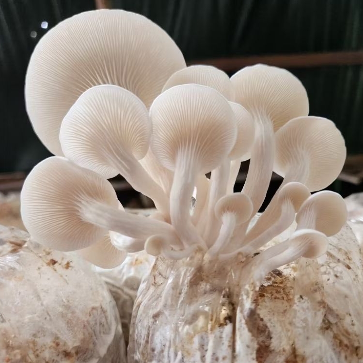 Jamur Tiram Fresh 250gr / 500gr / 1kg Kota Jambi Pengiriman instant