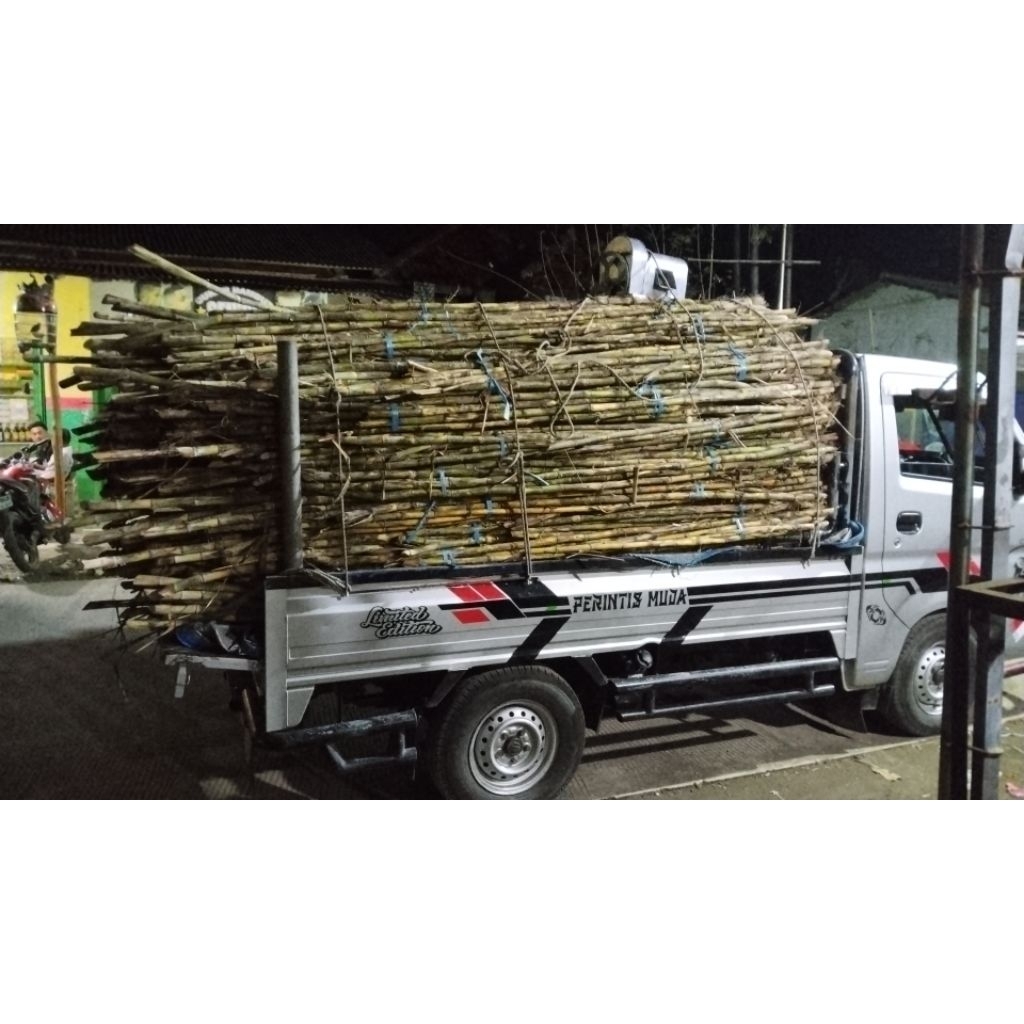 bibit tebu ijo kediri