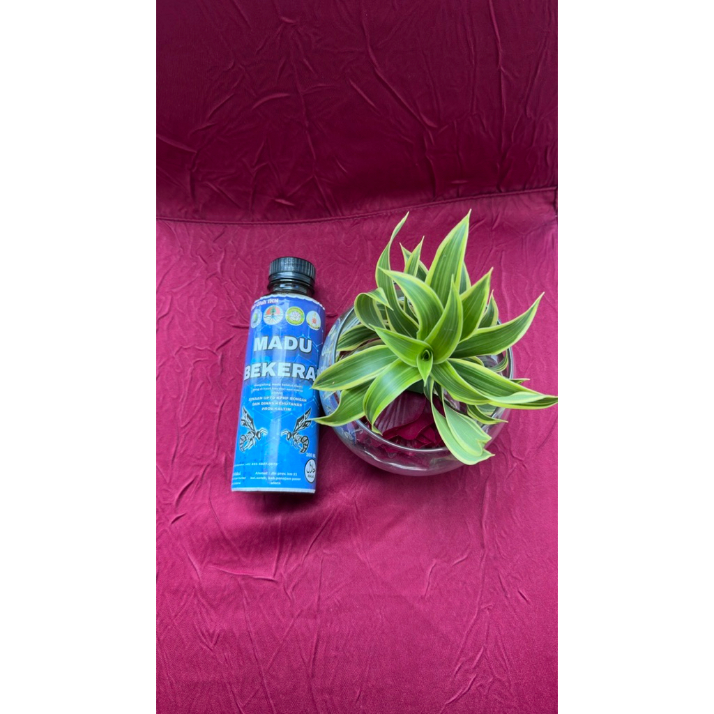 madu asli lebah kelulut itama