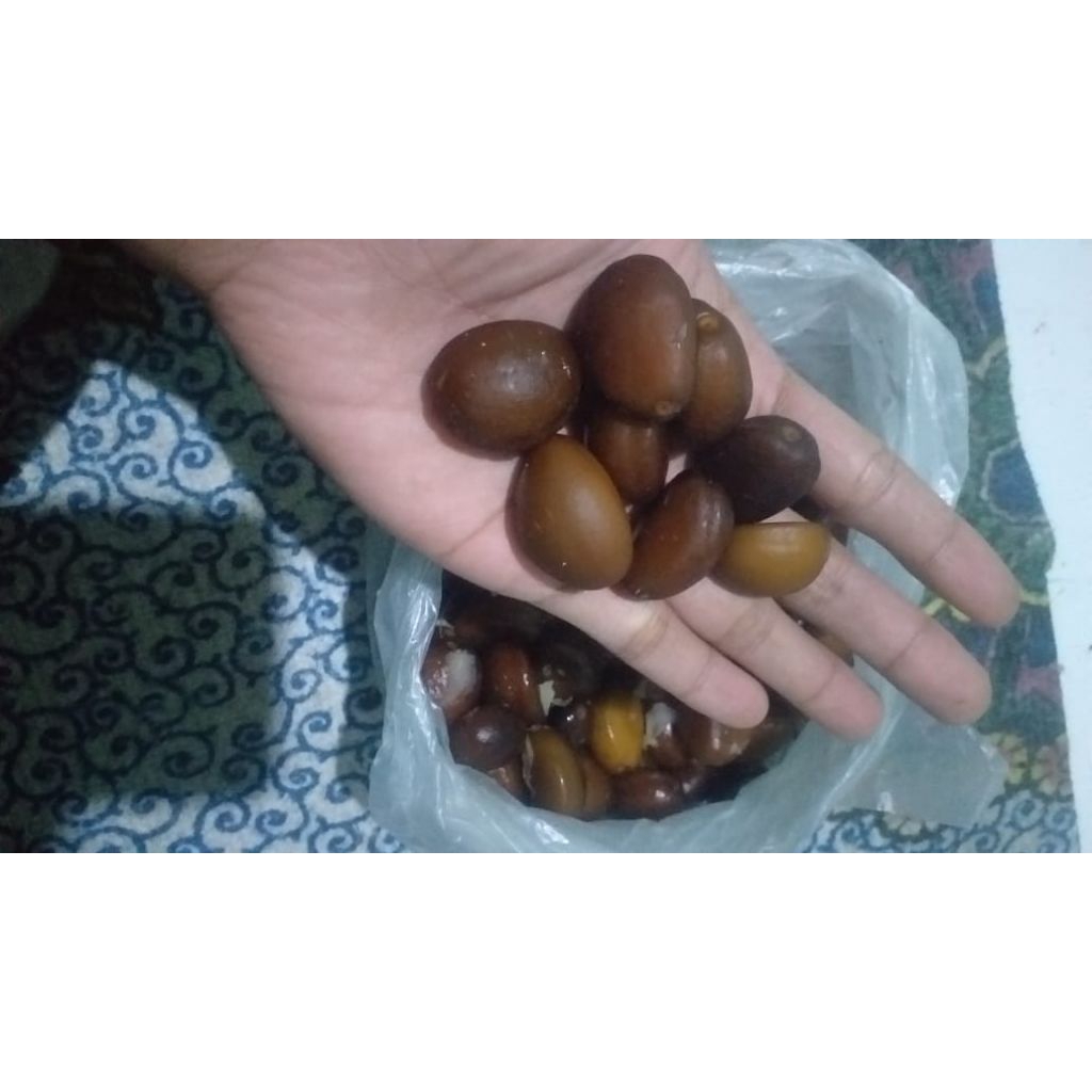 1Kg Biji salak ukuran besar untuk bibit dan bubuk kopi