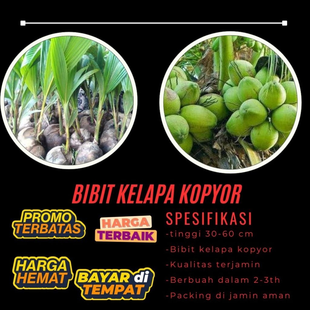TERPERCAYA !! Bibit Kelapa Kopyor Trubus