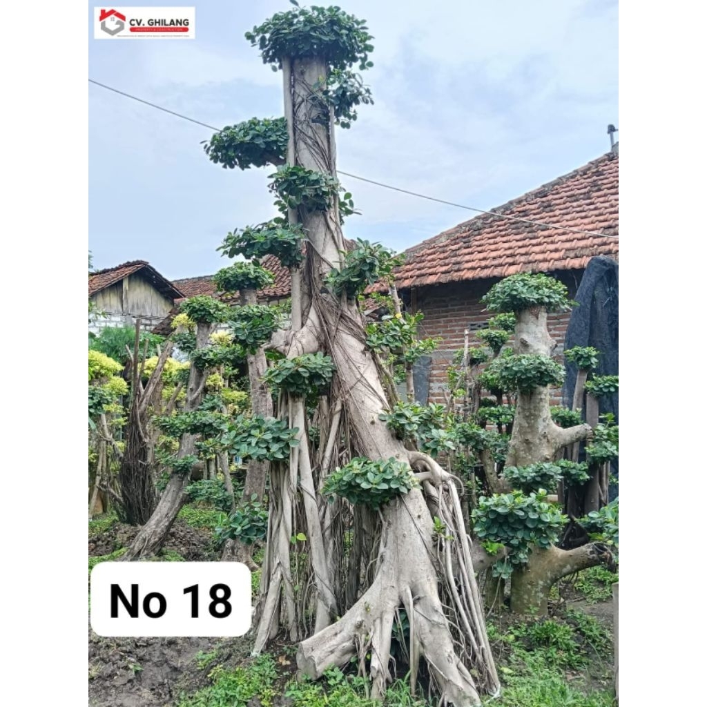 Pohon Bonsai Beringin Daun Dolar