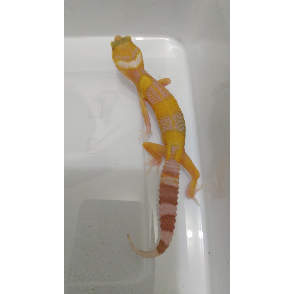 Mainan  Gecko  Tangerine  Tremper Albino (Red Eye)