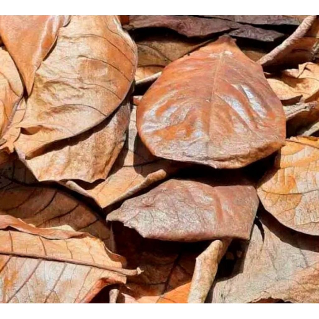 Daun ketapang kering SUDAH DI OLAH SIAP PAKAI untuk ikan Cupang beli 5 gratis 1 pack