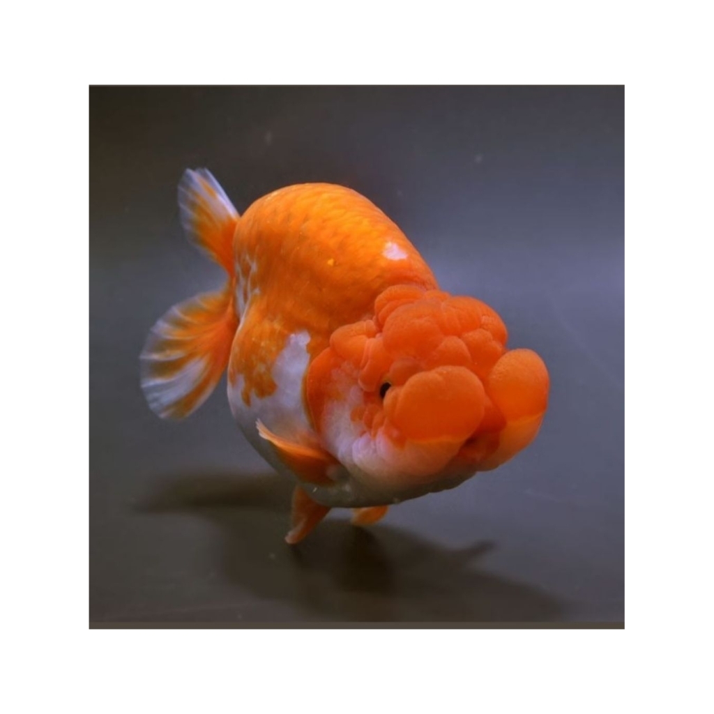 Minyak Ikan Mas Koki Ranchu Red white Berkualitas Size (M)