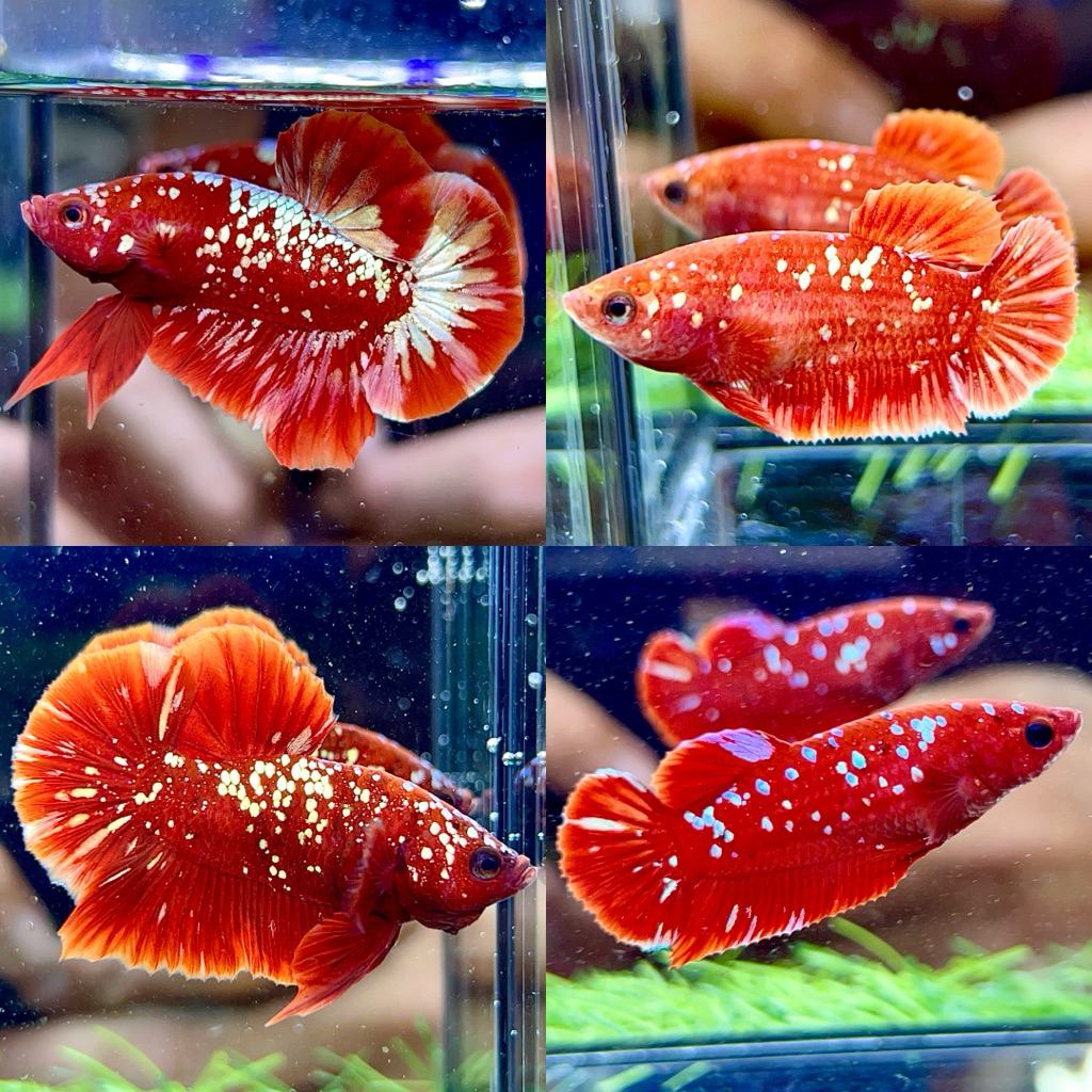 cupang plakat red gold galaxy RGG top