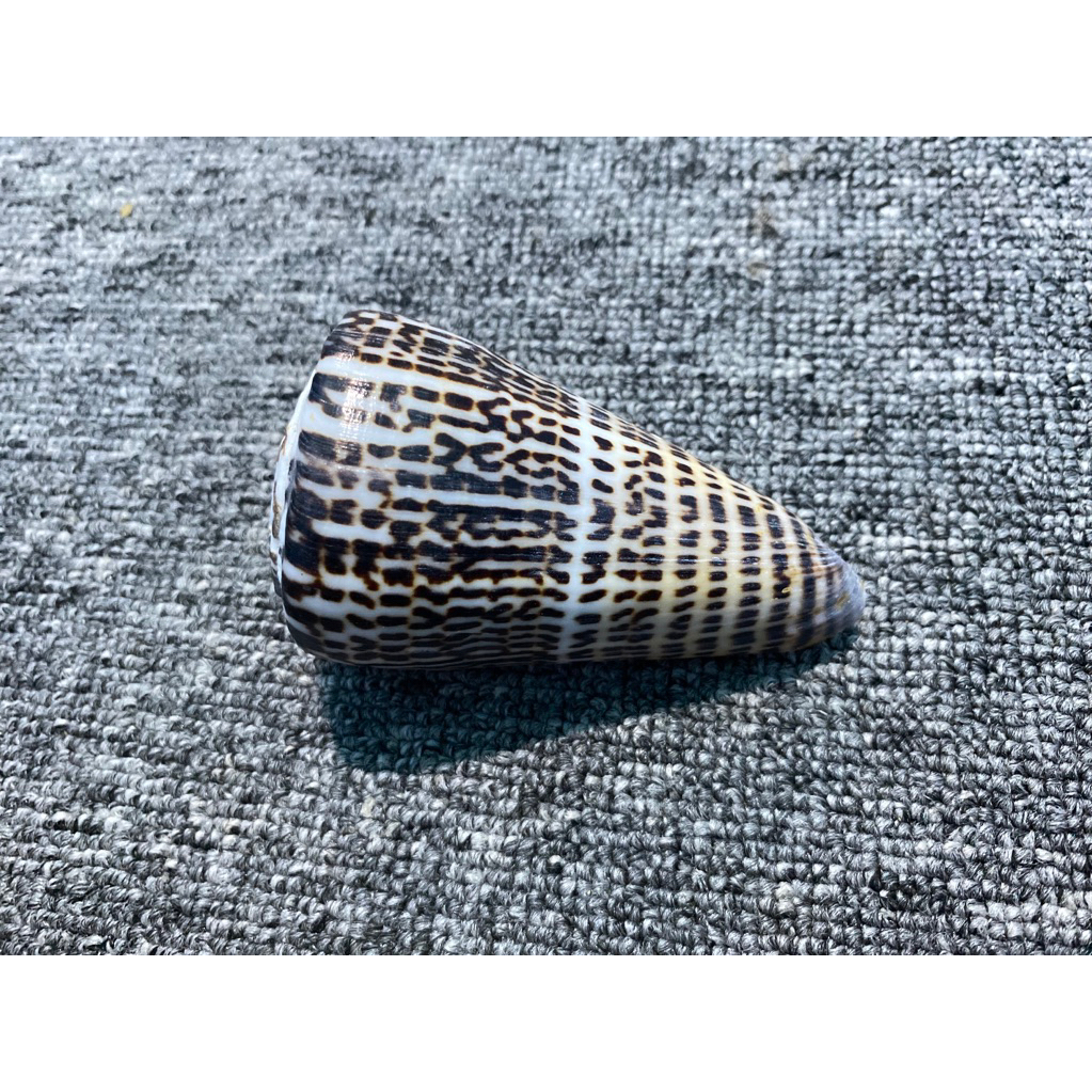 CANGKANG KERANG CONUS LITTERATUS