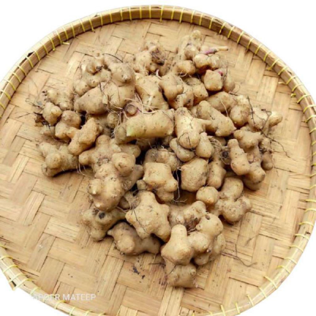 umbi dewa segar 100 gram