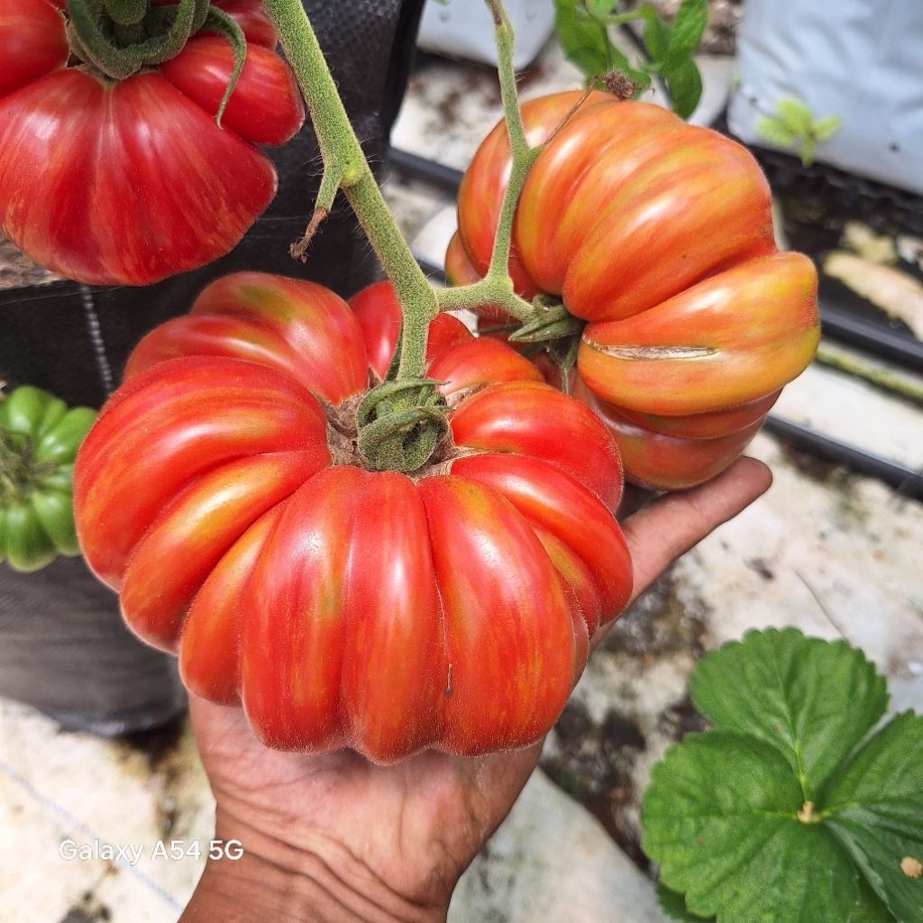 10 Butir Biji Tomat Jumbo Tomat Beefsteak Pink Jazz