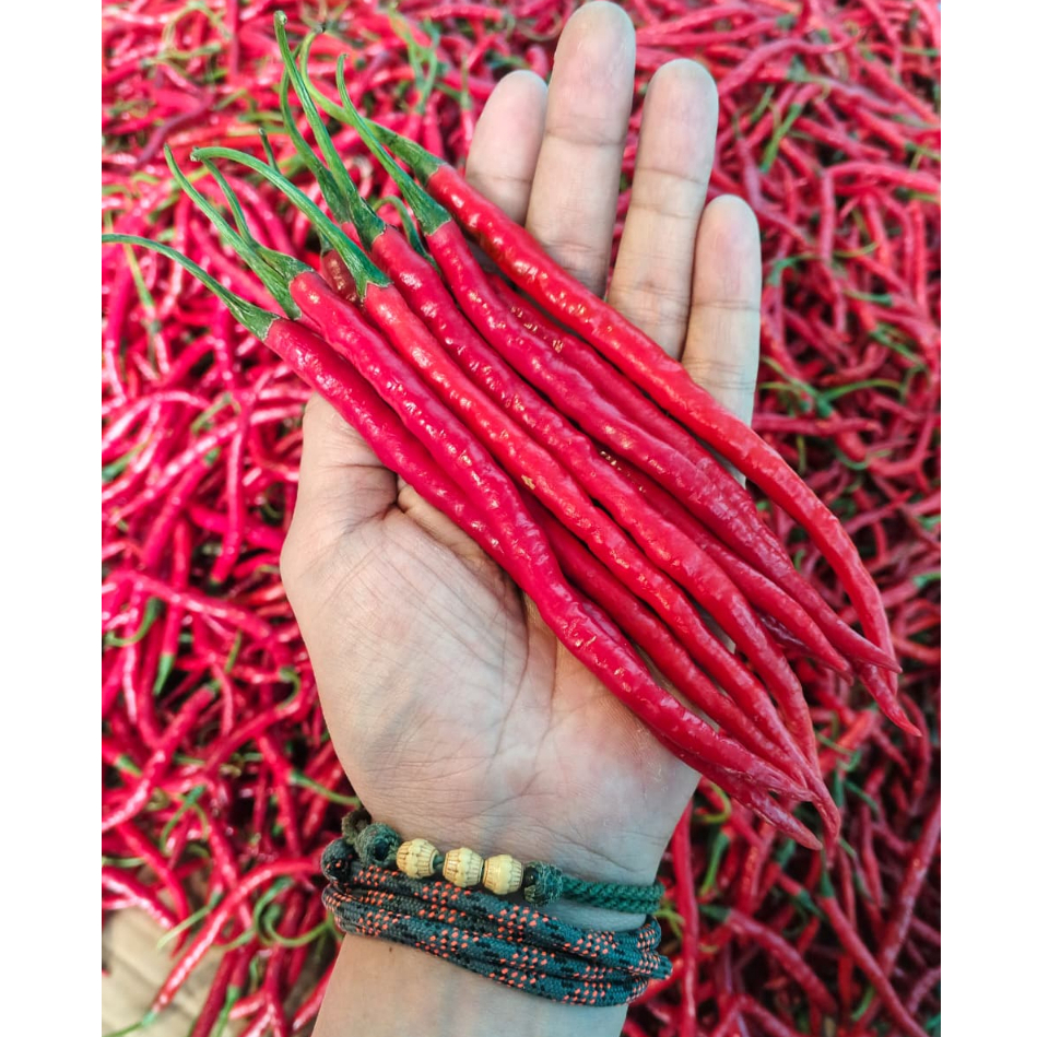 Cabai / Cabe merah keriting 1kg cabai / cabe merah keriting fresh segar 1kg cabe / cabai keriting me
