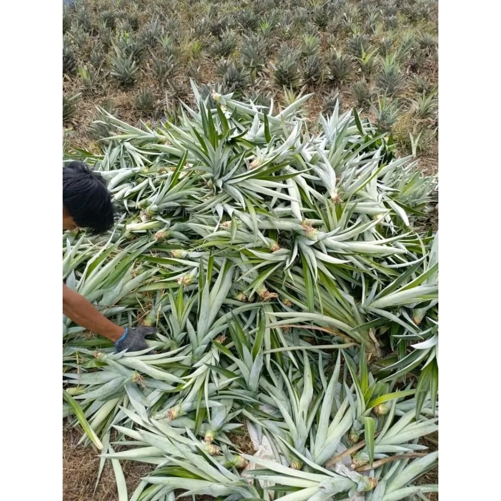 100 Batang bibit nanas subang