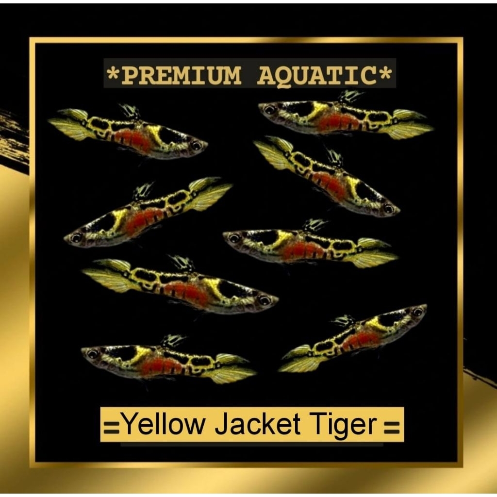 endler yellow jacket tiger