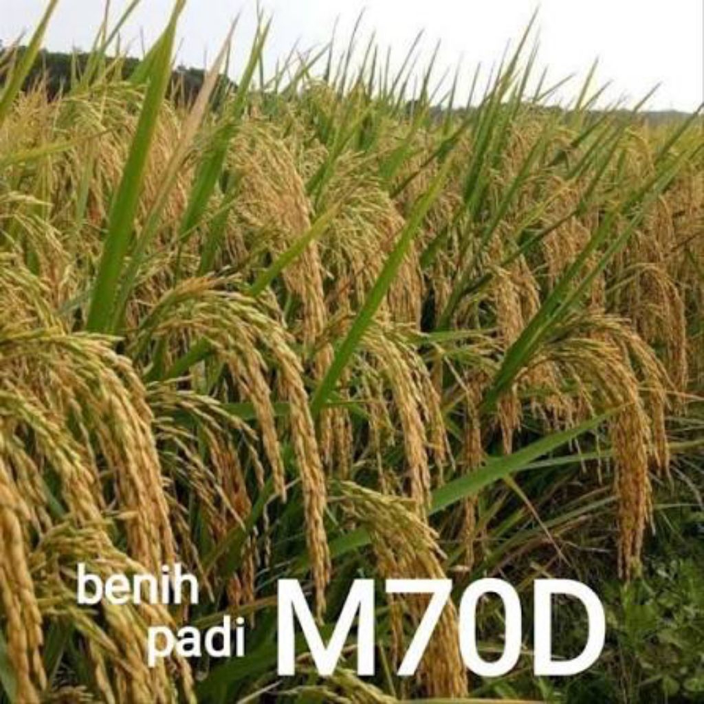 Benih Padi Unggul M70D 5KG original