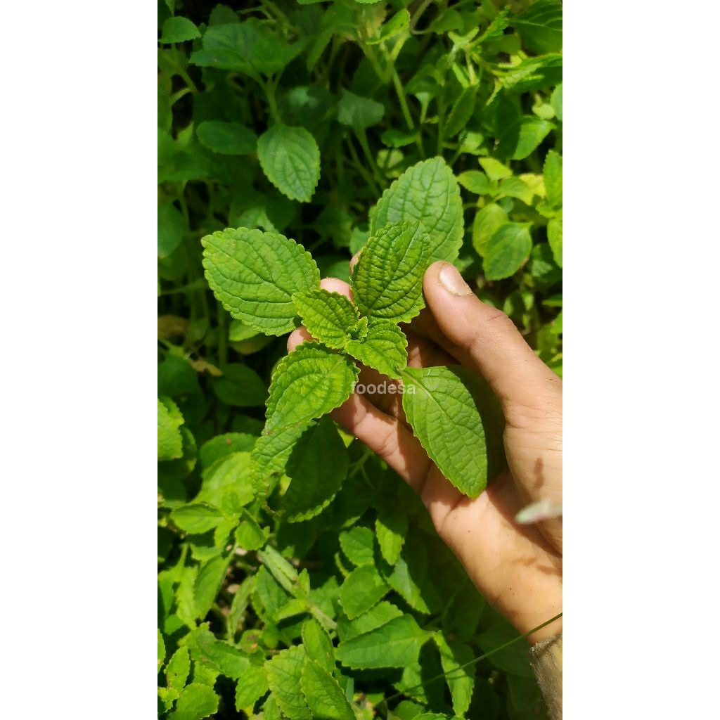 Stek bibit kentang hitam | Bibit kentang jawa / Gembili bibit kentang kleci