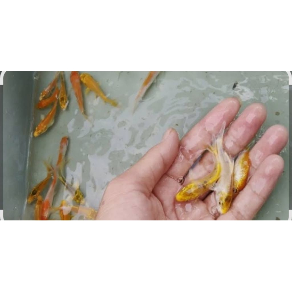 KOI OGON SLAYER 6-7CM