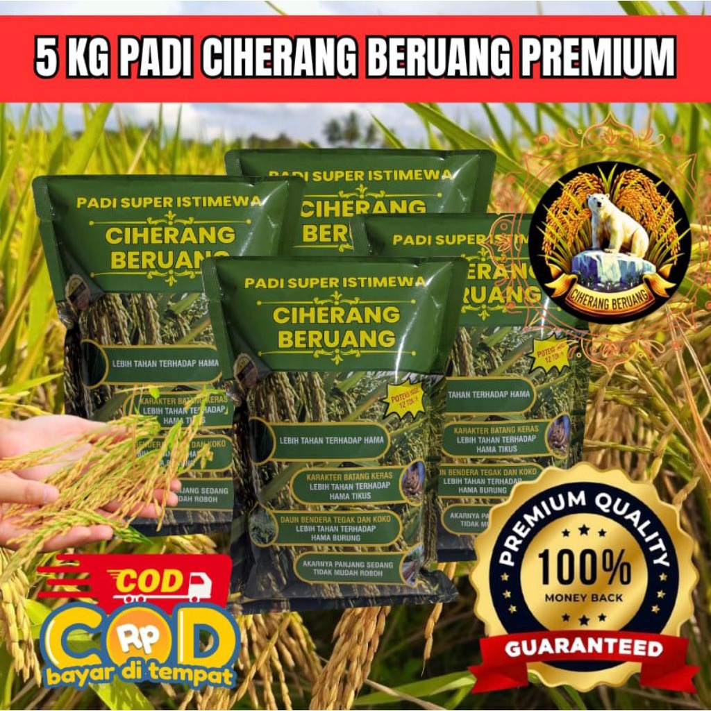 BENIH BIBIT PADI CIHERANG BERUANG SUPER KEMASAN 5KG